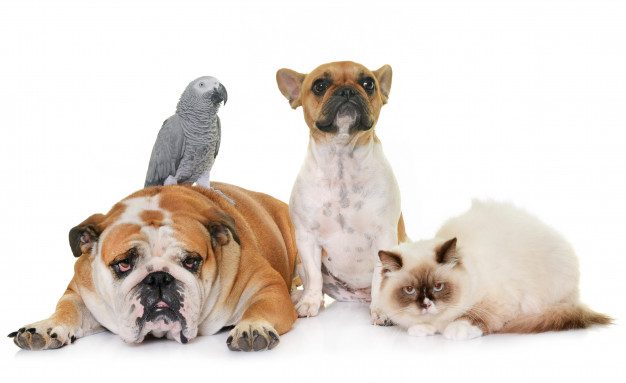 group-pet