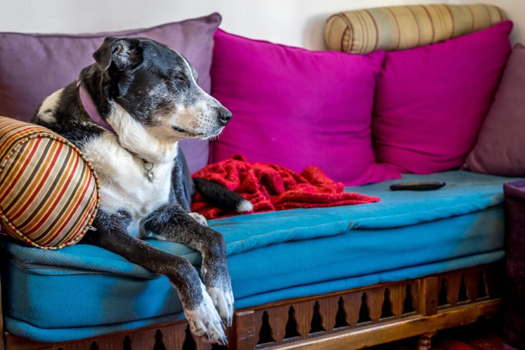 shallow focus shot old dog resting couch scaled